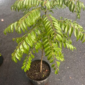 May include: A small curry leaf plant in a black plastic pot. The plant has vibrant green, pinnate leaves and a slender brown stem. The leaves are wet, suggesting recent watering or rainfall. The pot sits on a dark, textured surface.