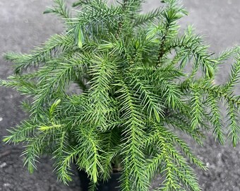 Norfolk Island Pine in 4” pot