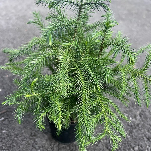 Norfolk Island Pine in 4” pot