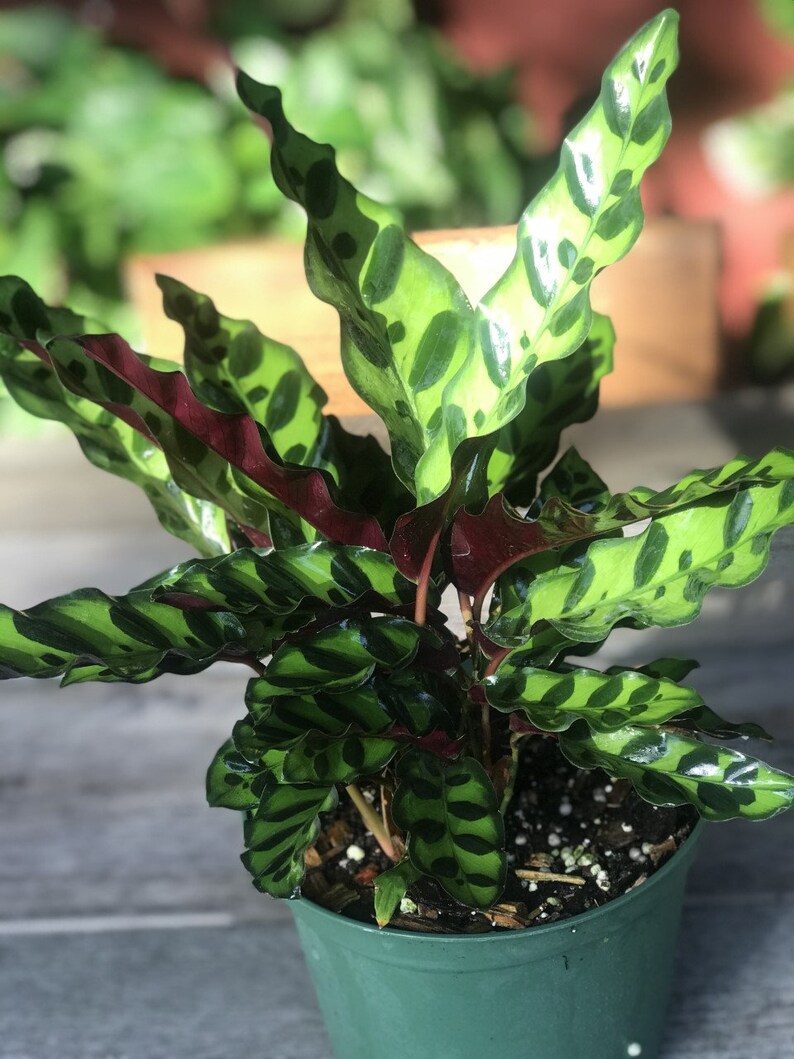 Rattlesnake Plant Calathea Lancifolia House Plant Etsy