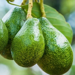 May include: Close-up of several green avocados hanging from a tree branch. The avocados have a textured, bumpy skin and a pear-like shape. The leaves and stems are also visible, with a blurred background.