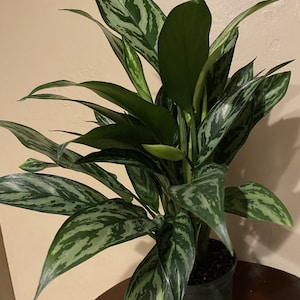 Aglaonema Maria, Aglaonema Tigress in 6&quot; inches pot