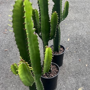 May include: Three tall, green, columnar cacti planted in individual black plastic nursery pots. Each cactus features multiple vertical ribs with small, sharp, dark-colored spines along the edges. The plants have a segmented, branching structure.