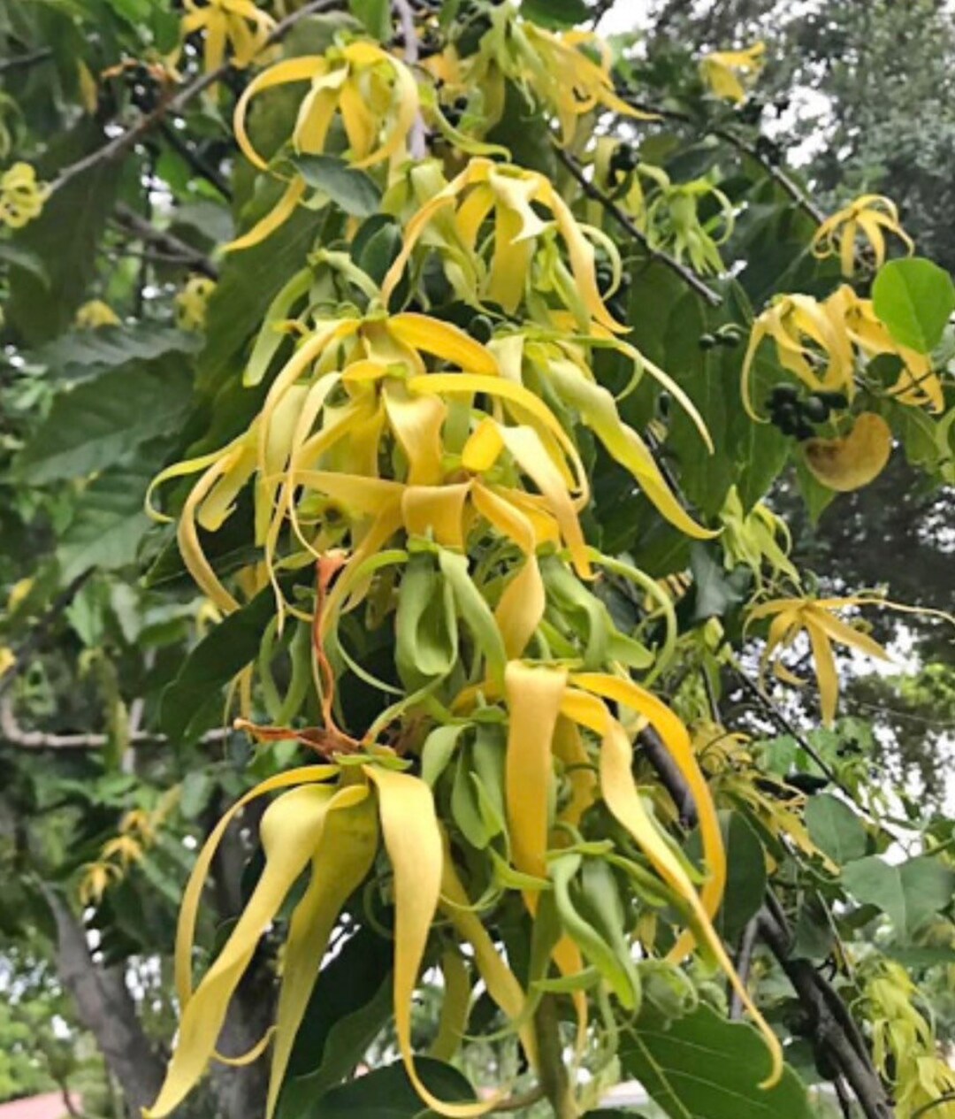 Ylang Ylang Tree in Half Gallon Pot, Cananga Odorata Etsy