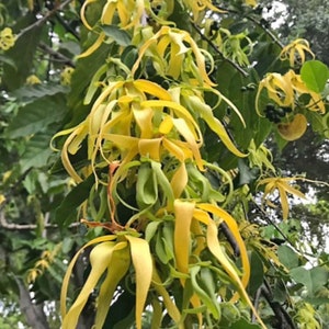 Ylang Ylang tree in half Gallon Pot, Cananga Odorata image 1