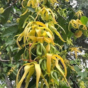 Ylang Ylang tree in half Gallon Pot, Cananga Odorata