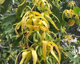 Ylang Ylang tree in half Gallon Pot, Cananga Odorata