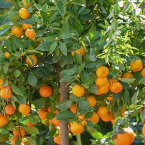 Calamondin , Calamansi , tree in 1/2 Gallon Pot Tac chua, Grafted. Florida Shipping Only