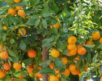 Calamondin , Calamansi , tree in Half Gallon Pot Tac chua