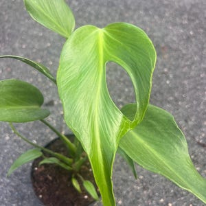May include: A close-up of a potted plant with large, vibrant green leaves. One leaf has a distinctive oval-shaped hole. The plant is in a small black pot filled with soil. The leaves have prominent veins and a glossy texture.