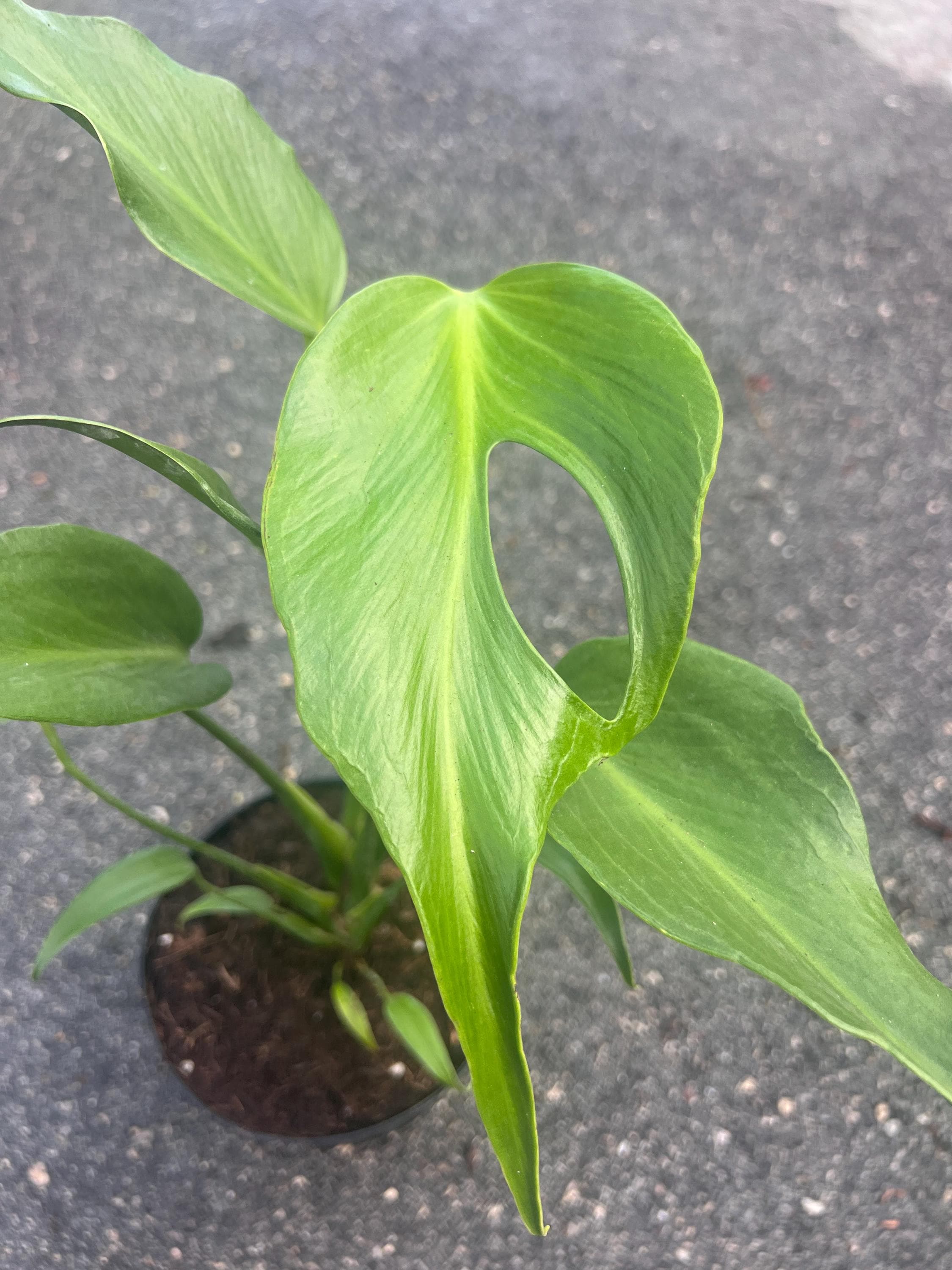 Monstera Burle Marx Flame In 6 Pot Philodendron Flame Etsy monstera-burle-marx-flame-in-6-pot-philodendron-flame-etsy