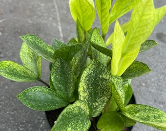 zz chameleon  in 6" pot,