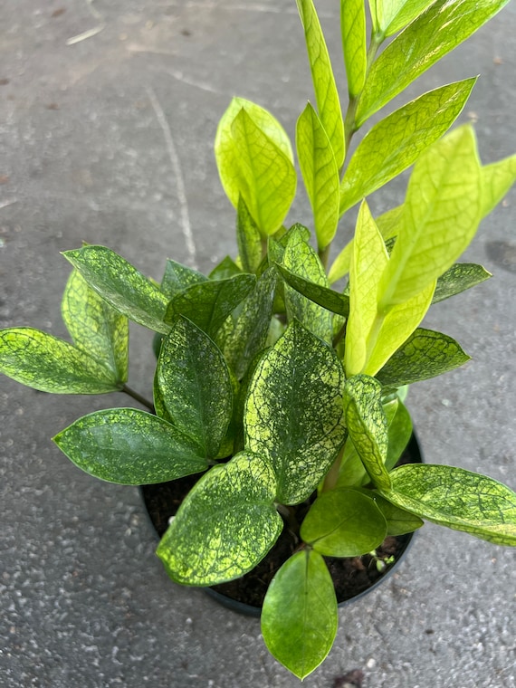 6p! Zamioculcus Chameleon / ZZ Plant /Tropical