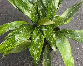 Aspidistra Elatior 'Milky Way'  in 10" pot, Cast Ireon Plant