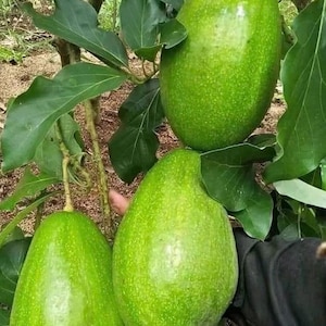 Donnie Avocado Tree  , Grafted in 6&quot; Pot