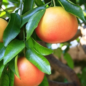 Star Ruby grapefruit in  1/2 Gal pot, Grafted,  Florida Shipping Only