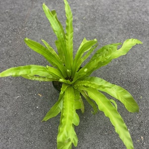 global green pothos Global Green' Pothos 3