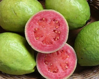 Guava Plant in 6" Pot, Psidium guajav,  Jambu Batu