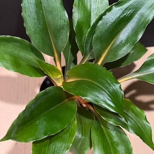 Chlorophytum &#39;Mandarin Orange&#39; in 6&quot; pot, Mandarin plant, spider