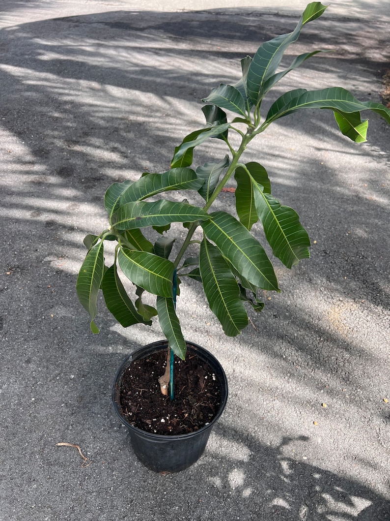 Alphonso mango Tree, Manguifera, grafted in 3 gallons pot image 3