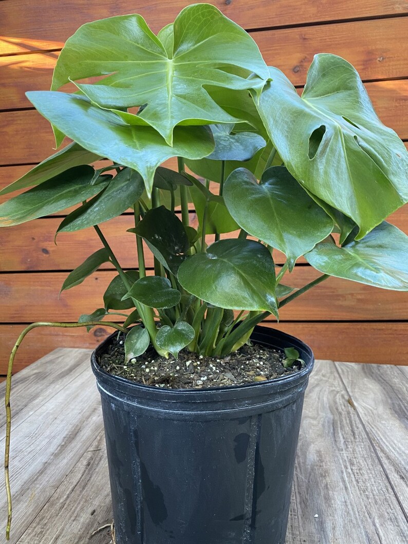 Philodendron Monstera Deliciosa Live Plant 3 Gallon Etsy