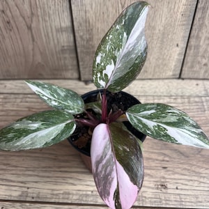 Marbre rose princesse Philodendron dans un pot de 15 cm (6 po.), panachage haut