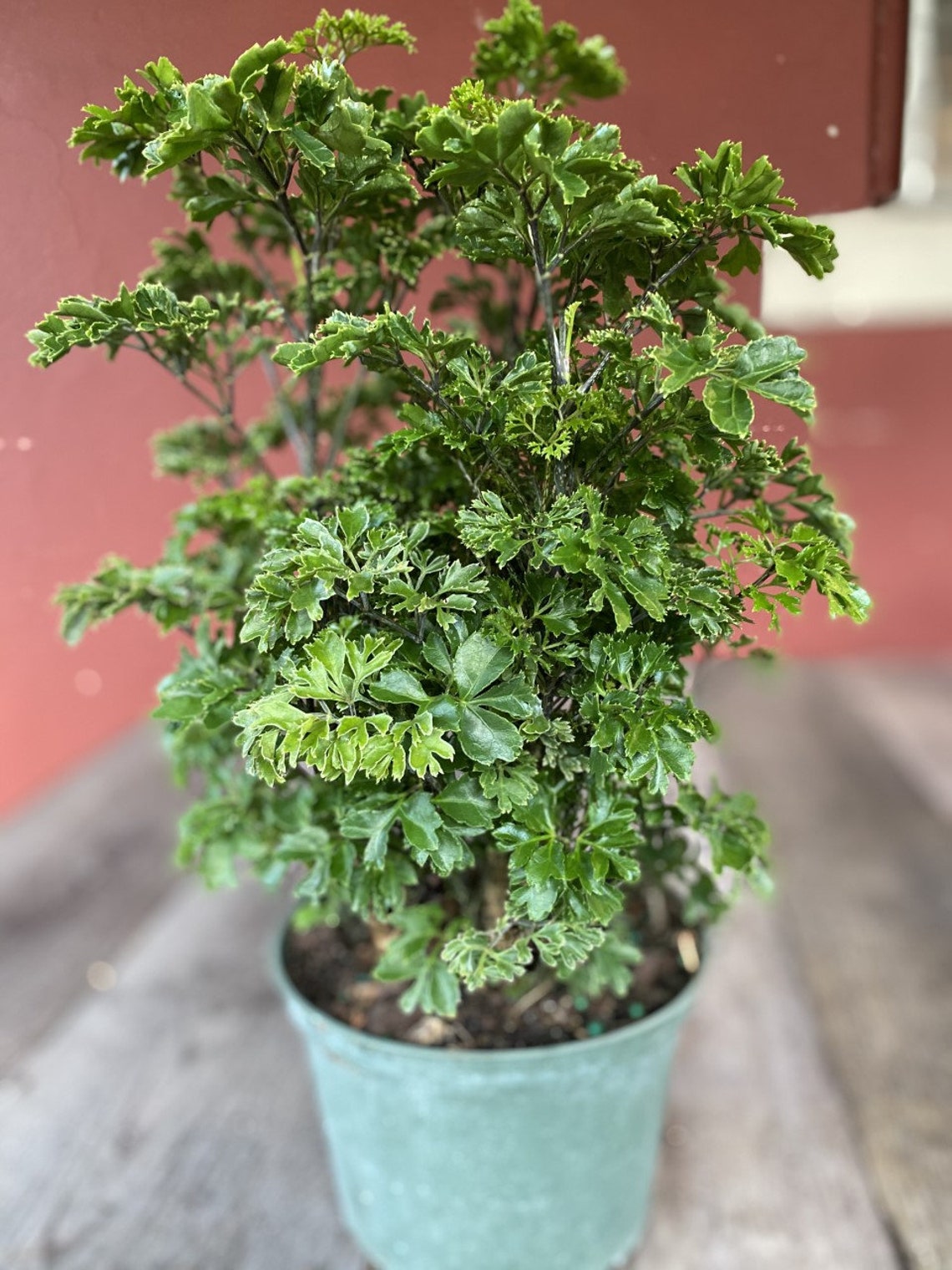 Aralia Parsley in 6 Pot Etsy