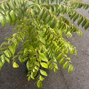 May include: A close-up shot of a curry leaf plant in a black pot. The plant has vibrant green leaves with a slightly glossy appearance. The leaves are arranged in a dense, bushy pattern, with visible stems and branches. The plant is set against a gray background.