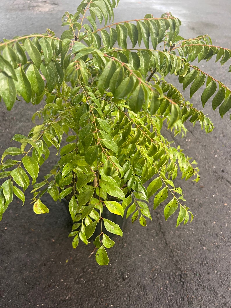 May include: A close-up shot of a curry leaf plant in a black pot. The plant has vibrant green leaves with a slightly glossy appearance. The leaves are arranged in a dense, bushy pattern, with visible stems and branches. The plant is set against a gray background.