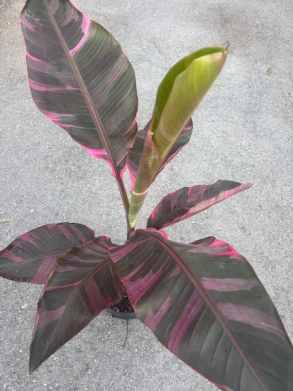 Large Musa 'pink Variegated' Banana in 10