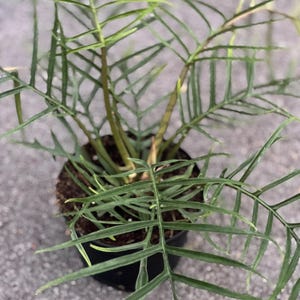 Philodendron Tortum in 4&quot; or 6&quot; Pot,  Rare Plant, indoor , outdoor