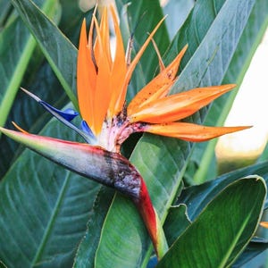 May include: A close-up of a bird of paradise flower with vibrant orange petals and a blue and white beak-like structure. The flower is set against a backdrop of large, green leaves, creating a striking contrast. The flower's unique shape and color make it a focal point.