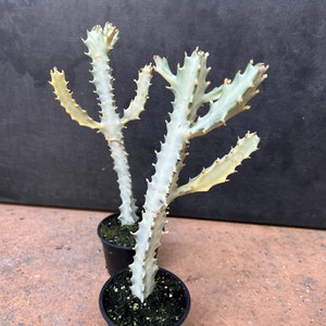 Ghost cactus | White variegated euphorbia lactea | Rare Cactus in 4&quot;