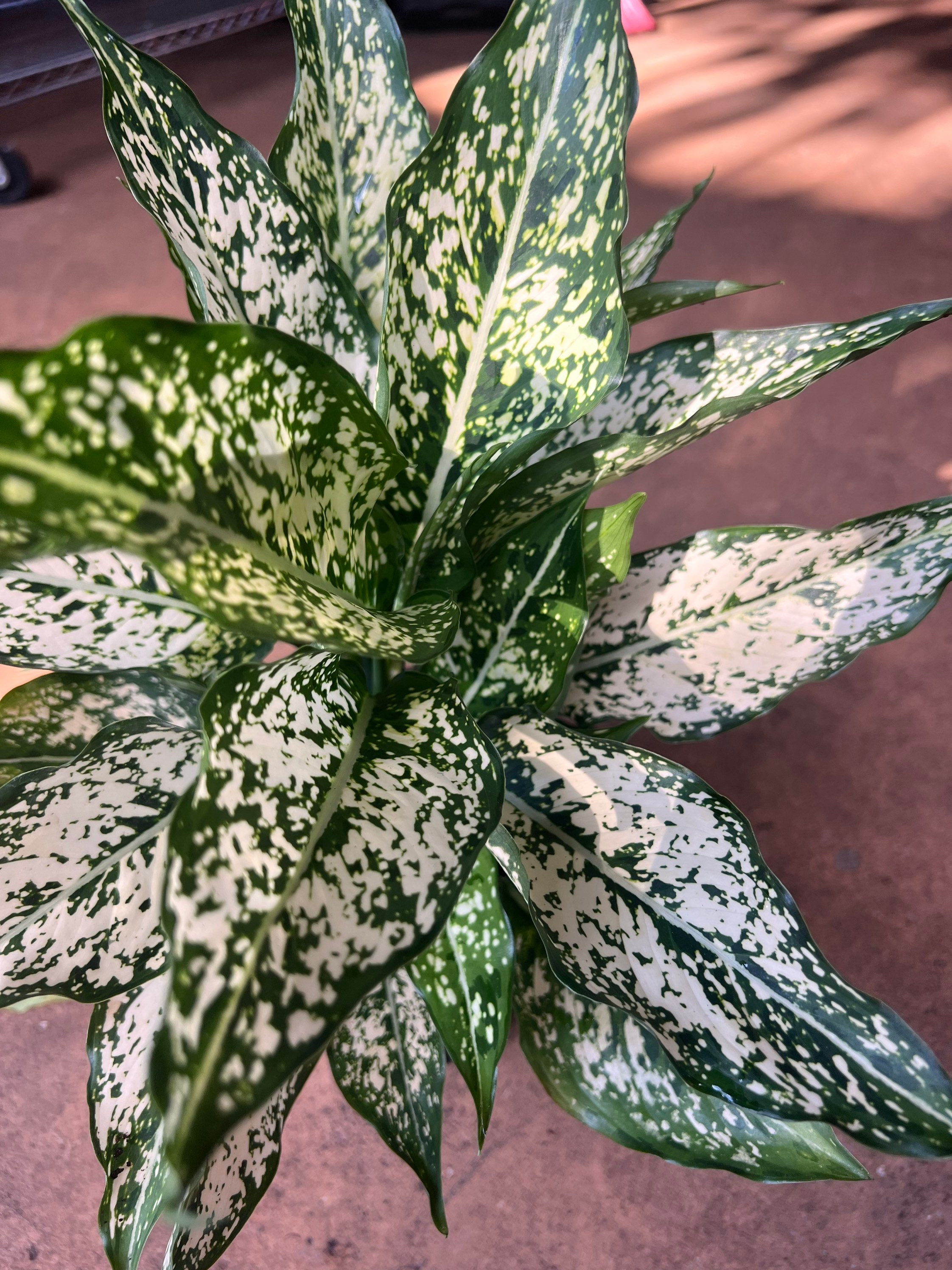 First Diamond Aglaonema, White Aglanoema, Osaka in 6” Pot - Etsy
