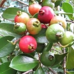 May include: Close-up of a cluster of colorful guava fruits on a tree. The guavas range in color from green to red and orange, with green leaves surrounding them. The fruits are round and have a small, brown stem.