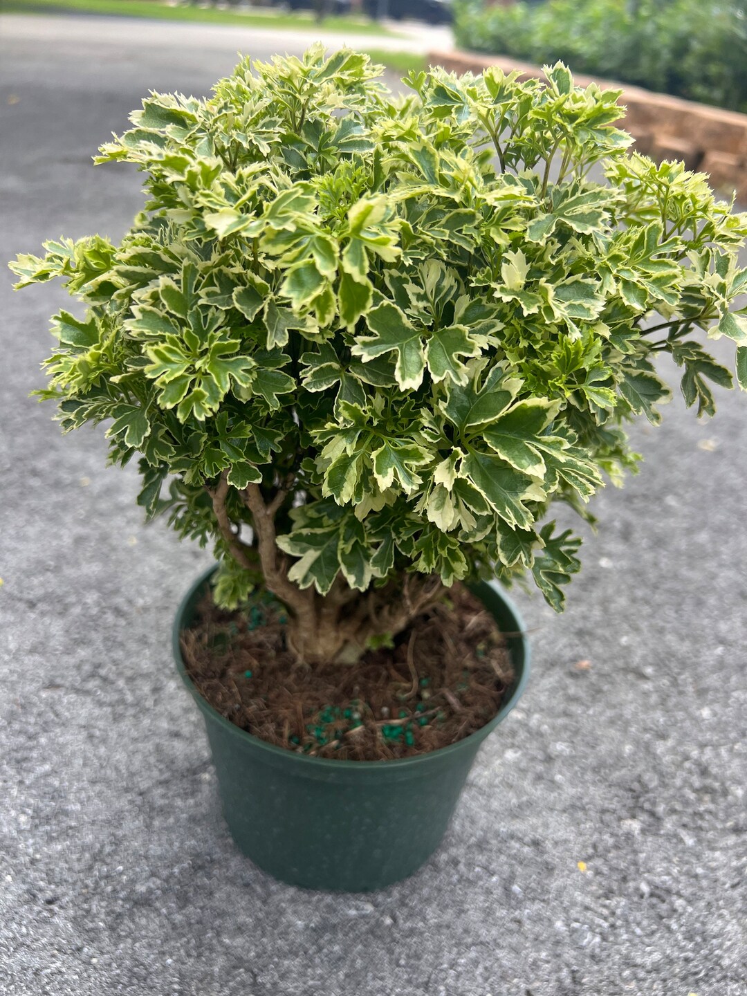 Variegated Ming Aralia Parsley, Snowflake Live Plant, in 6 Inches Pot