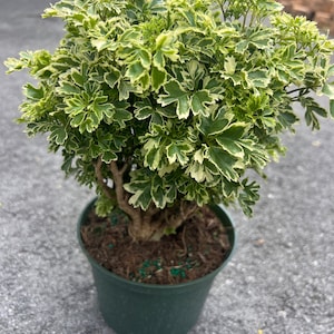 May include: A potted plant with green and white variegated leaves. The plant is in a dark green plastic pot. The plant has a small trunk and is surrounded by brown soil. The background is a blurred gray surface.
