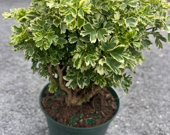 Variegated Ming Aralia Parsley, Snowflake Live Plant,  in 6" inches  Pot, Bonsai