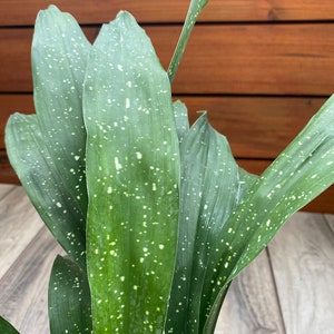 Aspidistra Elatior 'Milky Way'  in 6" pot, Cast Ireon Plant