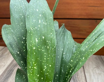 May include: A cast iron plant with long, lance-shaped leaves featuring a variegated pattern of small, white speckles scattered across the deep green foliage. The plant has multiple upright stems and leaves that display a smooth, slightly glossy texture.