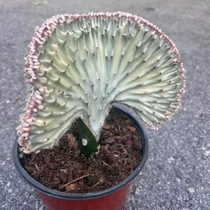 May include: A Euphorbia lactea plant, also known as a candelabra plant, in a red pot. The plant has a fan-like shape with a light green and white color, and a pinkish-red edge. The pot is filled with soil.