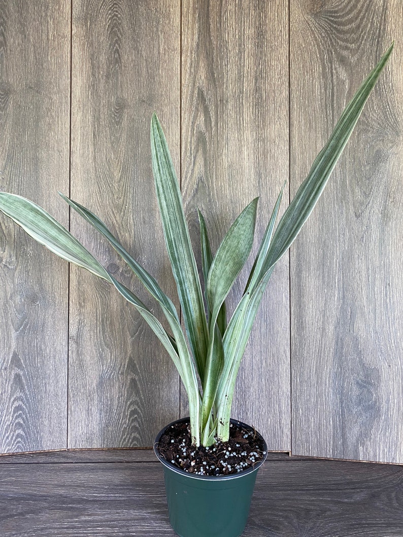 Sansevieria Sayuri in 6 pot image 7