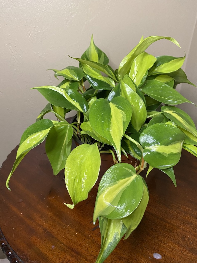 Philodendron Brasil. in 6 pot philodendron image 3