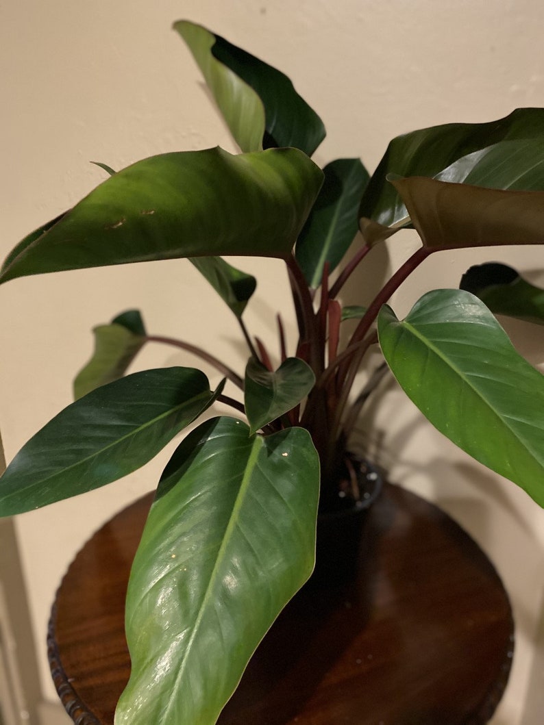 TropicalplantsFL Philodendron Rojo Congo