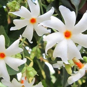 May include: Close-up of white flowers with six petals and a bright orange center. The flowers are in various stages of bloom, surrounded by green leaves and buds. The image highlights the delicate details of the blossoms.