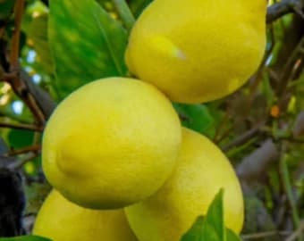 Harvey Lemon in half Gallon Pot, Grafted,  Only ships within FLORIDA