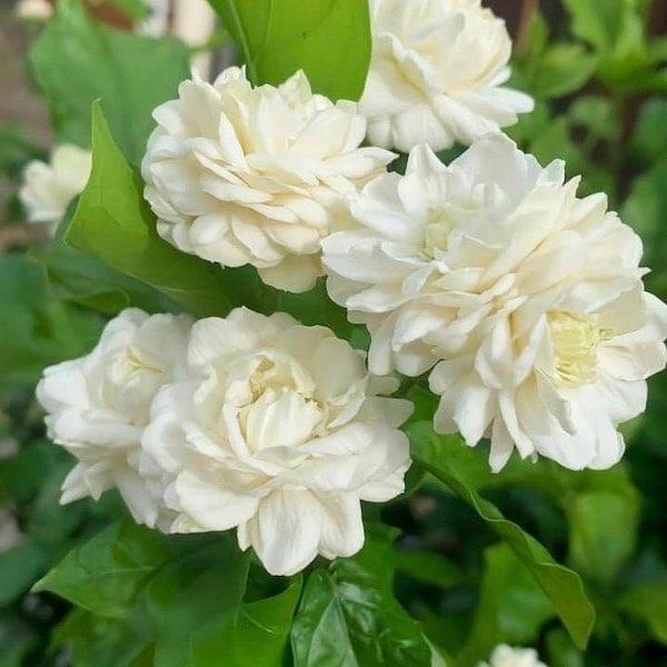 Large Jasmine Grand Duke in 10 " Pot Pot, Fragrance, Flowers and Brilliant Green Leaves