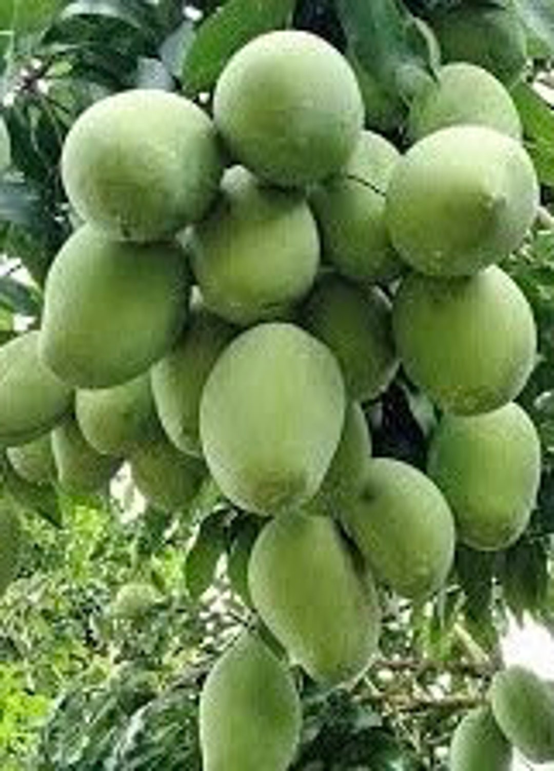 Manila Mango in 10 Pot, Grafted. No Ship to HI - Etsy