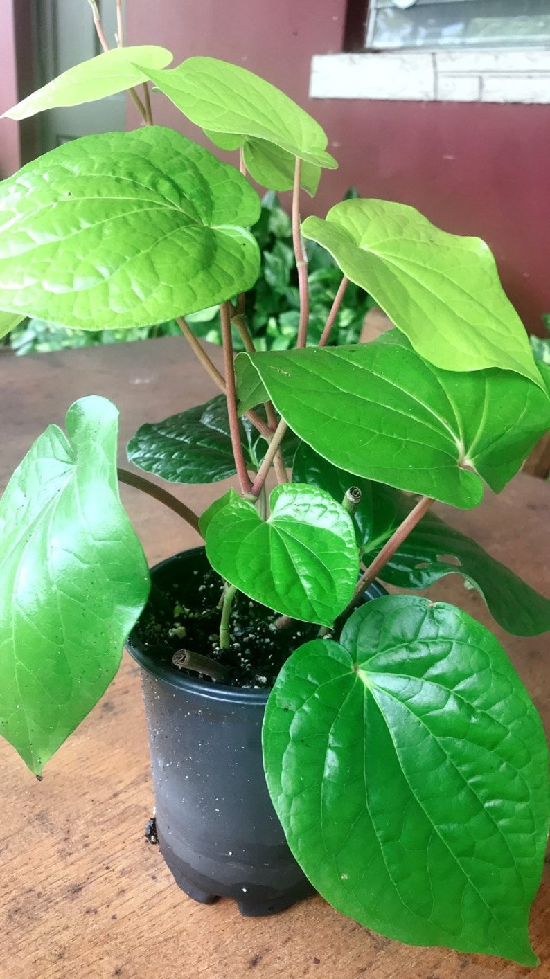 Betel Leaf Plant Piper Betel Daun Sirih Plant Organic Etsy