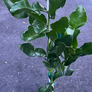 Kaffir Lime Tree - Citrus Hystrix Makrut in 1/2 Gal Pot, Kieffer Lime, Jeruk Purut,  Florida Shipping Only